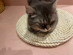 -猫儿山۰猫主题餐厅