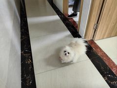-乐琪宠物医院·犬猫专科·骨外科·急重症