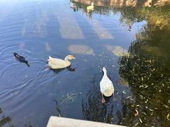 -莲花池公园