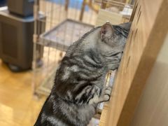 -猫咪派对(江南西店)