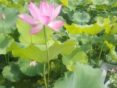 -洪湖家庭农场·团建·露营·会议