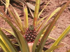 -中国科学院西双版纳热带植物园