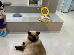 -糯米喵星人·撸猫猫舍咖啡馆(西市场嘉华店)