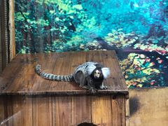 -上海大自然野生昆虫馆(东方明珠·爬宠昆虫探索中心)