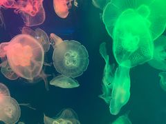 -成都浩海立方海洋公园