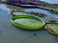 -合肥滨湖国家森林公园