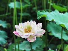 -陈家山荷花公园