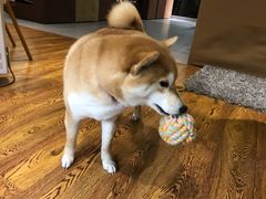 -柴务处·柴犬主题狗咖