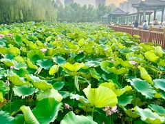 -莲花池公园