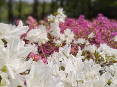 -羊亭河湿地公园