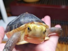 -灵龟之家百象馆(百象馆联合旗舰店)