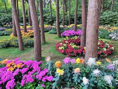 -上海共青森林公园