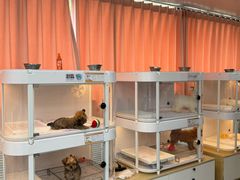 -翊宠yipet猫狗购宠庄园犬舍•猫舍