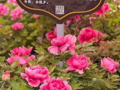 -洛阳市隋唐城遗址植物园