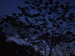 -福田红树林生态公园