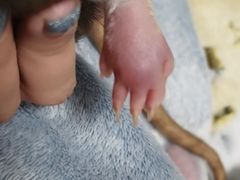 -北京观赏动物医院·24小时大型综合·猫专科·异宠专科
