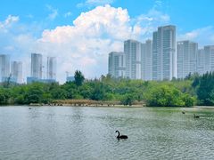 -五缘湾湿地公园