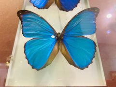 -上海昆虫博物馆