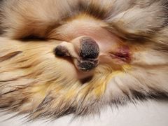 -pd派德宠物中心医院24H急重症·眼科中心·血液透析中心(嵩山北路店)