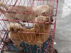 -德元·美联众合24小时动物医院(总院)