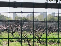 -南汇桃花村