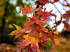 -北京鹫峰国家森林公园