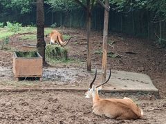 -合肥野生动物园