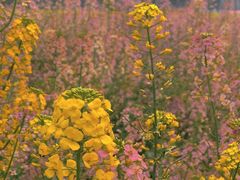 -中国天府农业博览园