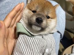 -逗柴咖啡屋·狗咖猫咖宠物桌游