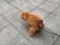 -瑞派名望志远动物医院·猫科·內科·异宠专科(直港大道店)