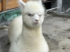-上海大自然野生昆虫馆(东方明珠·爬宠昆虫探索中心)