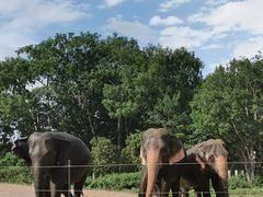 -清迈夜间动物园