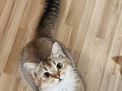 -喵小馆·猫咖狗咖猪咖·饮品店