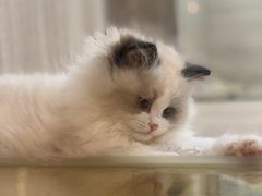 -飞行喵MR PILOT|猫舍·猫咖(静安大融城店)