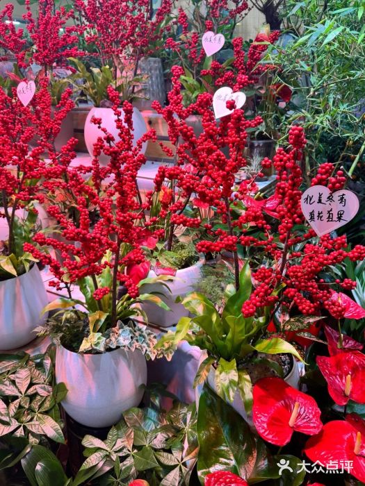 长春青怡坊鲜花批发(青怡坊花鸟市场店)图片