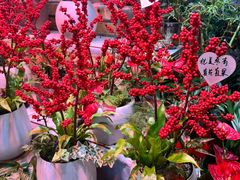 -长春青怡坊鲜花批发(青怡坊花鸟市场店)