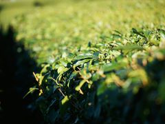 -雪绿茶博物馆