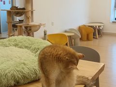 -有喵·猫咖·狗咖·30几只猫10只小狗(岗厦店)