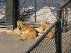 -大连森林动物园