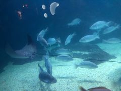 -烟台海昌鲸鲨海洋公园