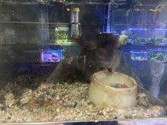 -青石桥花鸟鱼虫市场(叠翠城店)