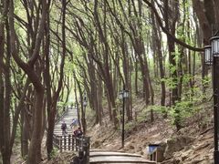 -苏州上方山国家森林公园