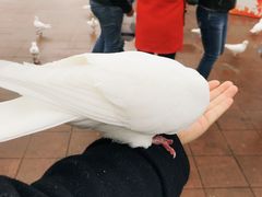 -海合安武汉极地海洋公园