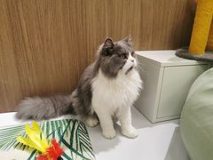-COLOR PETS 撸猫馆·购猫·猫咖(长风大悦城店)