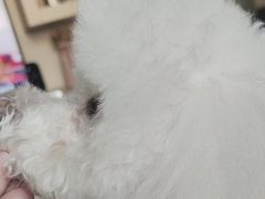 -美联众合动物医院·24h京西诊疗中心