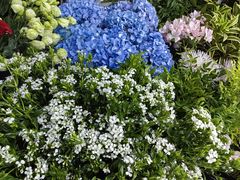 -Flower in(密渡桥店)