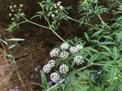 -碓臼峪自然风景区