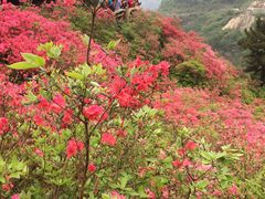 -木兰云雾山