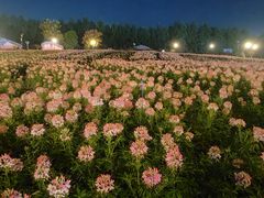 -荷兰花海