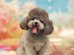 -爱侣宠医·鹦鹉专科·小型哺乳类·异宠专科(灵石路店)